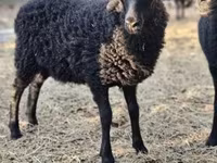 Schaf, Racka sheep — Foto 2