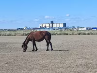 فرس, Horse breed — الصورة 2