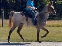 Cheval, Rocky Mountain Horse — photo 8