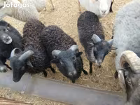 Widder, Ouessant sheep — Foto 3