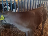 सांड, Simmental cattle — फ़ोटो 1