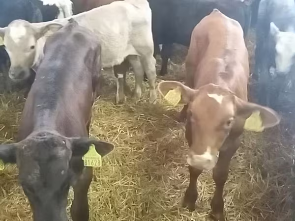 Bull, Simmental cattle
