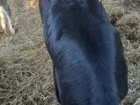 Уй эти (партия, жынысы көрсөтүлгөн эмес), Белгия көк — сүрөт 3