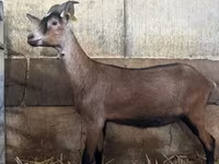 Dişi keçi, Alpine goat — foto 1
