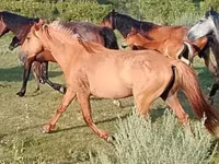At, North Swedish horse — foto 2