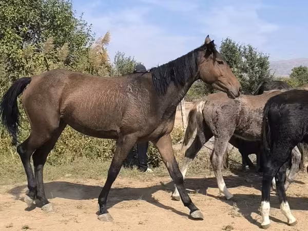 Yegua, Caballos