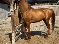 Horse (M), Russian Don — photo 4