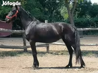 Stute, Friesian — Foto 3