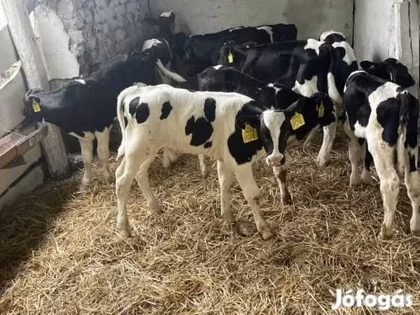 Býk, Russian Black pied cattle