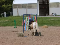 Kůň, American paint horse — foto 6