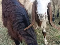 Cabra, Damask goat — foto 1
