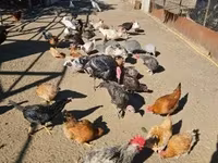 Chickens — foto 1