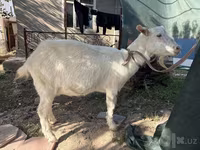 बकरी, Russian White goat — फ़ोटो 6