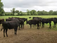 Taureau, Wagyu — photo 1