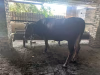 Bulle, Red Estonian cattle — Foto 1
