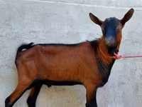 बकरा, Alpine goat — फ़ोटो 1