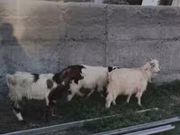 公山羊, Goats — 照片 3