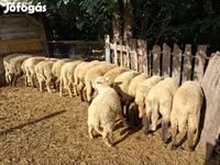 Schafe (Partie, Geschlecht nicht angegeben), Schafe — Foto 2