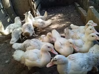 Ducks — Foto 2