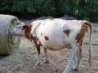गाय, Simmental cattle — फ़ोटो 3