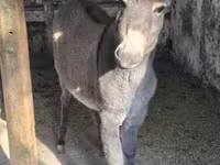 Caballo, Caballos — foto 5