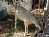 बकरी, Russian White goat — फ़ोटो 3