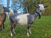 Cabra, Alpine goat — foto 3