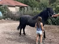 घोड़ा, Welsh Cob — फ़ोटो 2