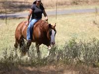 Kůň, Quarter Horse — foto 8