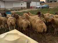 母羊, Apsheron sheep — 照片 2