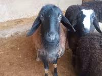 Bélier, Jaidara sheep — photo 4