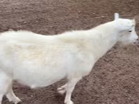 Boucs, Saanen goat — photo 1