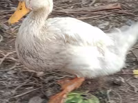Ducks — photo 5