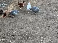 Guinea fowl — 写真 1
