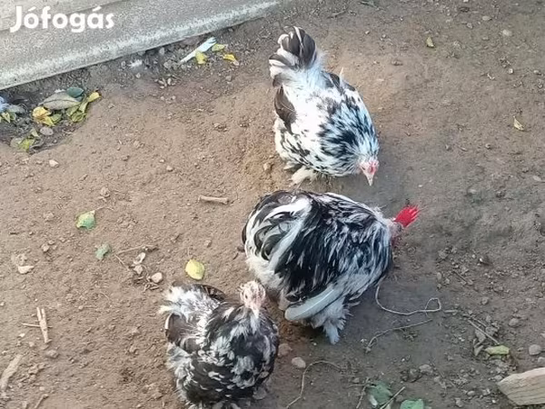 الدجاجة الدنماركية