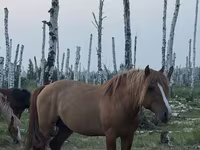 公马, Kushum Horse — 照片 3
