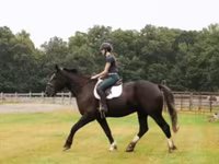 Caballo, Percheron — foto 6