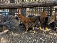 Chickens — Foto 2