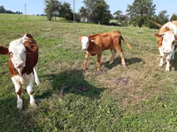 Bovins (lot, sexe non indiqué), Simmental cattle — photo 4