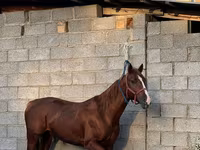 Caballo, Friesian sport horse — foto 1