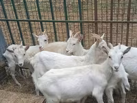 Chèvre, Saanen goat — photo 6