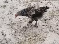 Gallina checa dorada veteada — foto 2