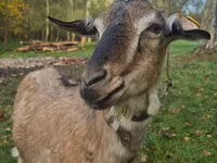 Cabra, Alpine goat — foto 2
