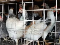 Chickens — zdjęcie 3