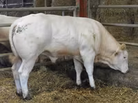 公牛, Blonde d’Aquitane cattle — 照片 6