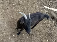 Cabras (lote, sexo no especificado), Cabras — foto 2