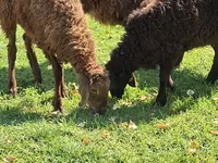 Ram, Sheep — photo 4