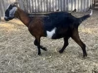 Billy Goat, Alpine goat — photo 3