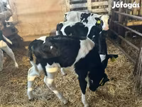 ثور, Russian Black pied cattle — الصورة 7