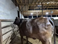 Kuh, Brahman — Foto 6